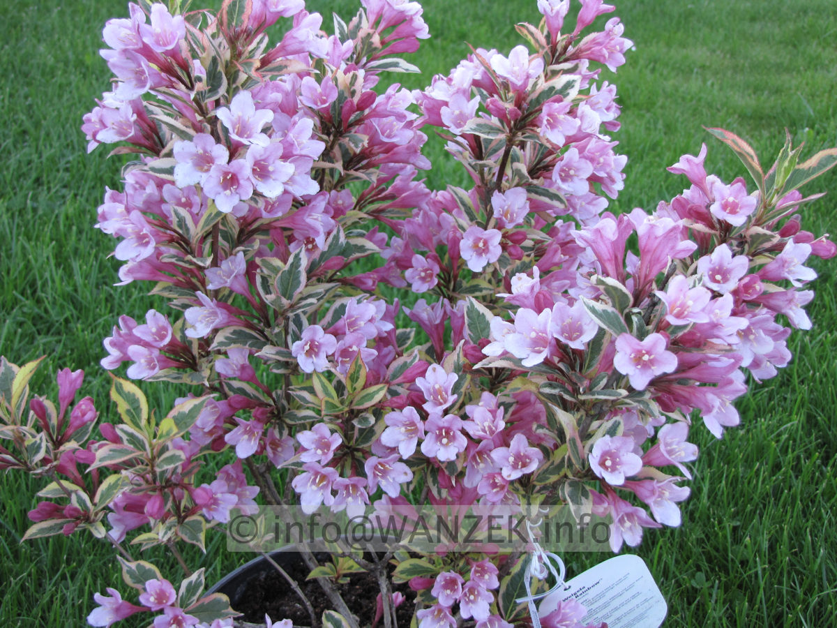 Weigela florida Magical Rainbow 05.JPG